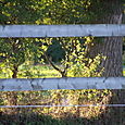 Vue du Haras du Lozon