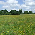 Prairie naturelle