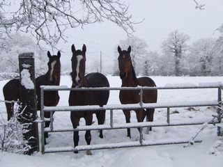 Haras sous la neige3