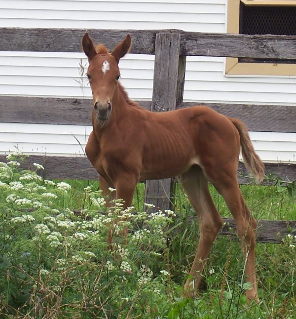 Foal de Jetstar Chaleur bay