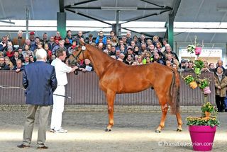 Good Fellow VDL stallion show 2015 modele